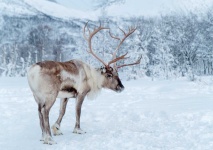 image of reindeer #28