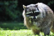 image of animal