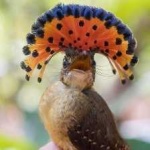 image of bird