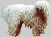 image of komondor