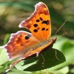image of animal