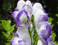 image of flower