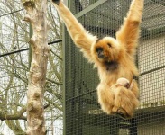 image of gibbon