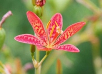 image of flower