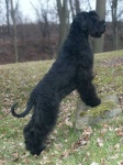 image of giant_schnauzer #0