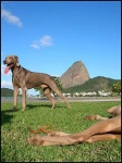 image of weimaraner