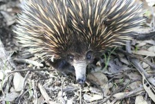 image of echidna