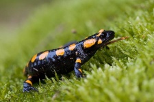 image of european_fire_salamander