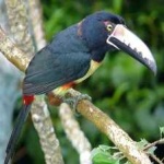 image of bird