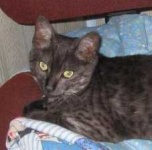 image of egyptian_mau #10