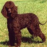 image of american_spaniel #1