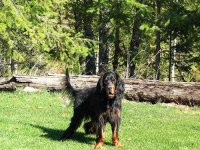 image of gordon_setter #12