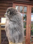 image of great_grey_owl