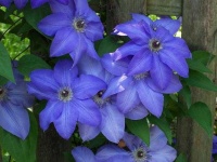 image of clematis #1