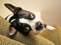 image of boston_bull