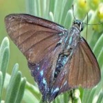 image of animal