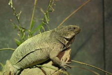 image of common_iguana