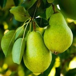 image of pear