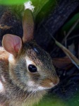 image of wood_rabbit