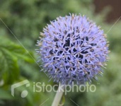 image of flower