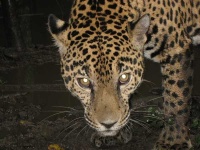 image of jaguar_car