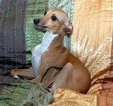 image of italian_greyhound