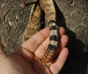 image of diamondback