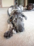 image of irish_wolfhound