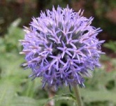 image of flower