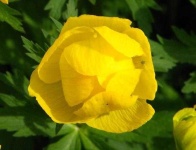 image of flower