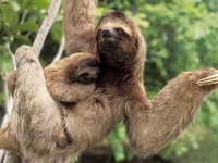 image of sloth