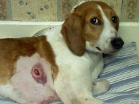 image of walker_hound
