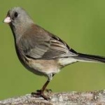 image of bird