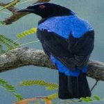 image of bird