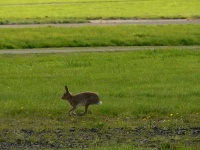 image of hare