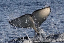 image of killer_whale #33