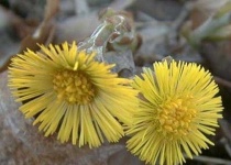 image of flower