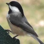 image of black_capped_chickadee #1