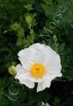image of flower