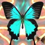 image of animal
