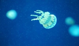 image of animal