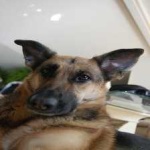 image of animal