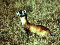 image of black_footed_ferret