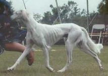 image of saluki