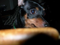 image of miniature_pinscher