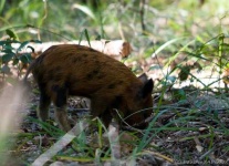 image of hog