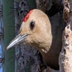 image of bird