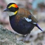 image of bird