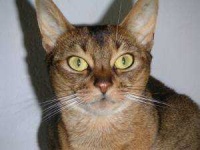 image of abyssinian #5