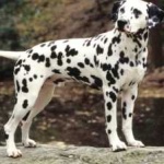 image of animal